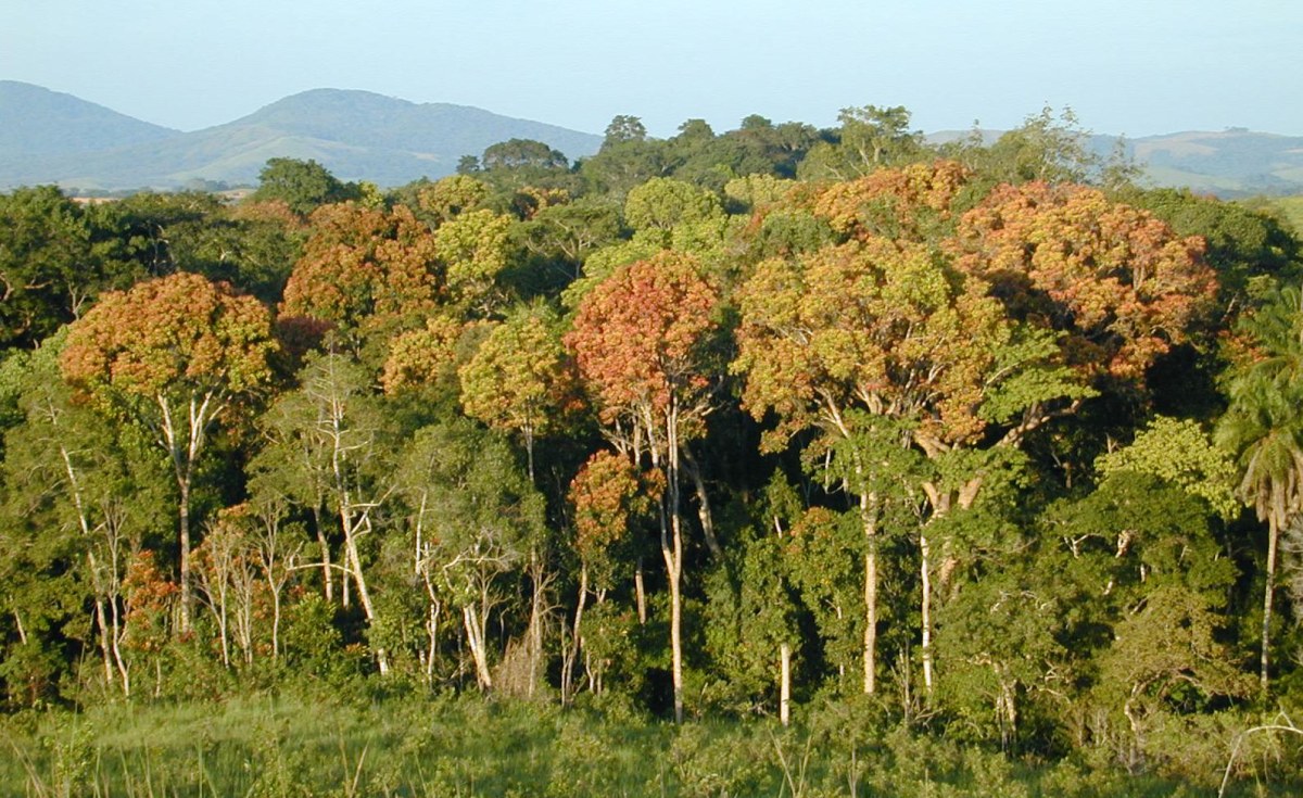 African forest