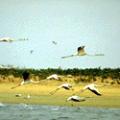 Djoudj National Bird Sanctuary (Park)