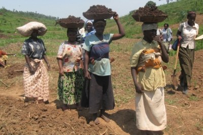 Rwandan farmers.