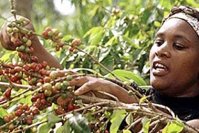 A farmer picks her coffee crop.