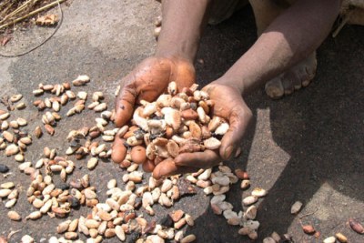 Séchage de cacao frais en Côte d'Ivoire