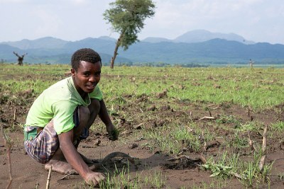 An Ethiopian farmer tends his crops (file photo).