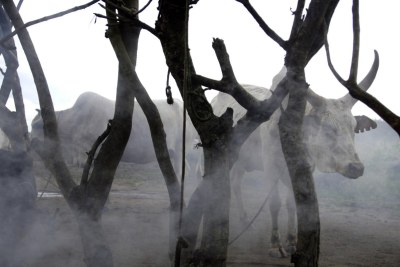 Cattle of the Sudanese Dinka people roam through their camp on the oustskirts of Nimule, Jonglei State, South Sudan.