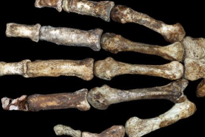 Sediba's hand is unique because it has shortened fingers and a very long thumb, but at the same time very powerful muscles for grasping, making it a hand capable of tool manufacture and use, but still able to climb.