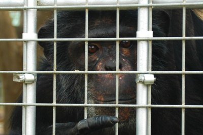 Chimpanzee in a cage in Tripoli zoo