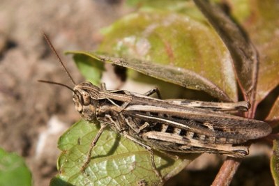Desert locust (file photo).
