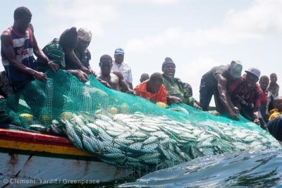 People pulling a net full of fishes