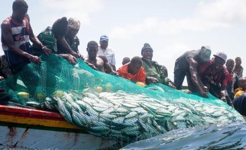 Senegal Greenpeace En Mission Commando Pour Sauver Le Thiof Allafrica Com