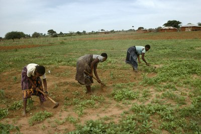 Women working on a farm.