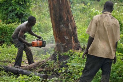 Unscrupulous loggers are cutting down forests indiscriminately .