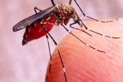Dengue, maladie causée par la piqure de moustiques tout comme le paludisme.