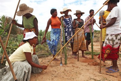 Des villageois d’Ankirikiriky, dans le sud de Madagascar, replantent des terres déboisées en échange de rations alimentaires du Programme alimentaire mondial.