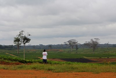 Oil palm plantation in Sinoe County.