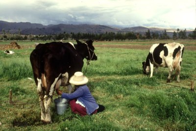 La FAO installe des moustiquaires pour protéger le bétail et stimuler les rendements laitiers
