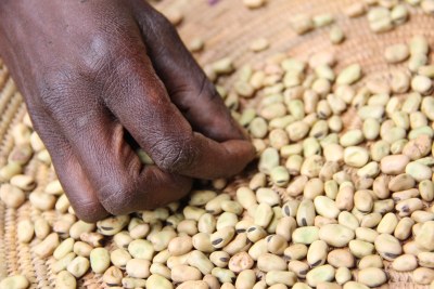 Fava beans are widely grown in Ethiopia, and are often ground and boiled to make a stew called shiro wat - a staple of the Ethiopian diet.