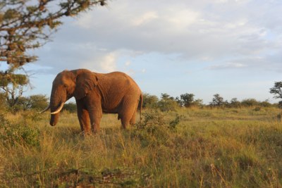 Tanzania seeks help from international community over poaching.