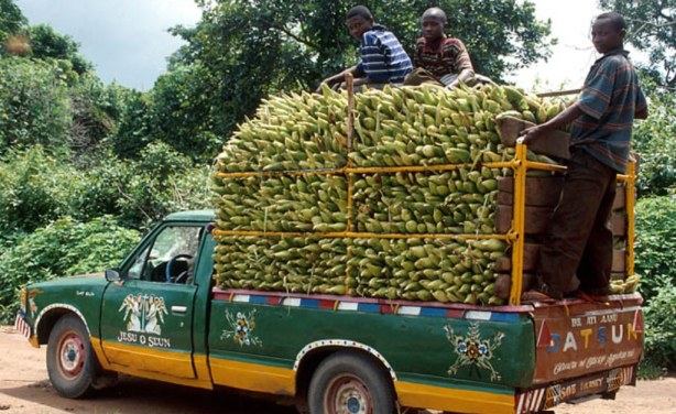 How Buhari's Govt Plans to Revive Agriculture in Nigeria ...