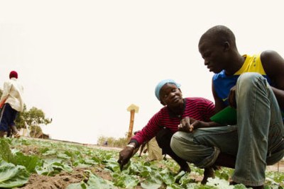 Associer les jeunes à l’agriculture familiale permet de préserver savoirs traditionnels, aliments locaux et biodiversité.