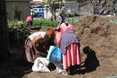 Cow manure being placed into sacks on a micro-farm in Gugulethu, Cape Town.