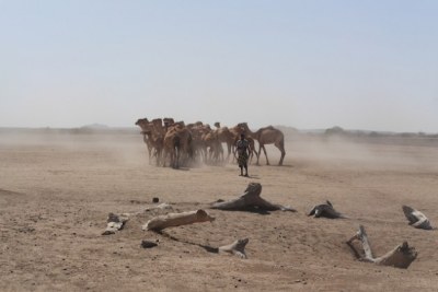 Camels wait for treatment from the Liyu police veterinarian teams outside Bulali town in Ethiopia’s Somali region (file photo).