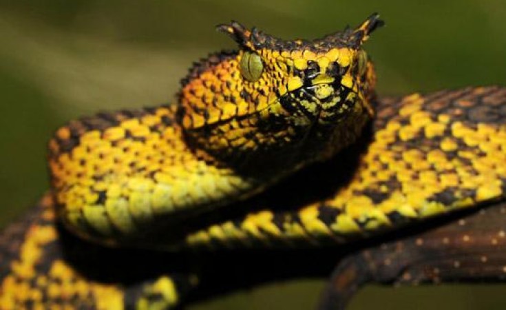 Nigeria Snake Rearing A Lucrative Business Official Allafrica Com
