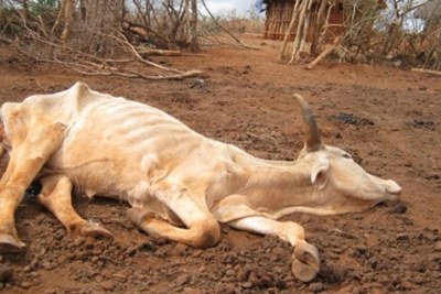 Zimbabwe: Diseases like anthrax and shortage of grazing pastures water a big threat to  livestocks.