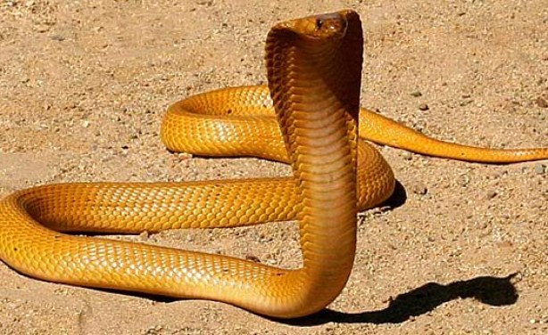 South Africa Reptile Expert Comments On Snake Attacks