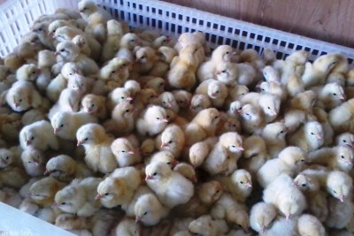 Chicks (file photo).