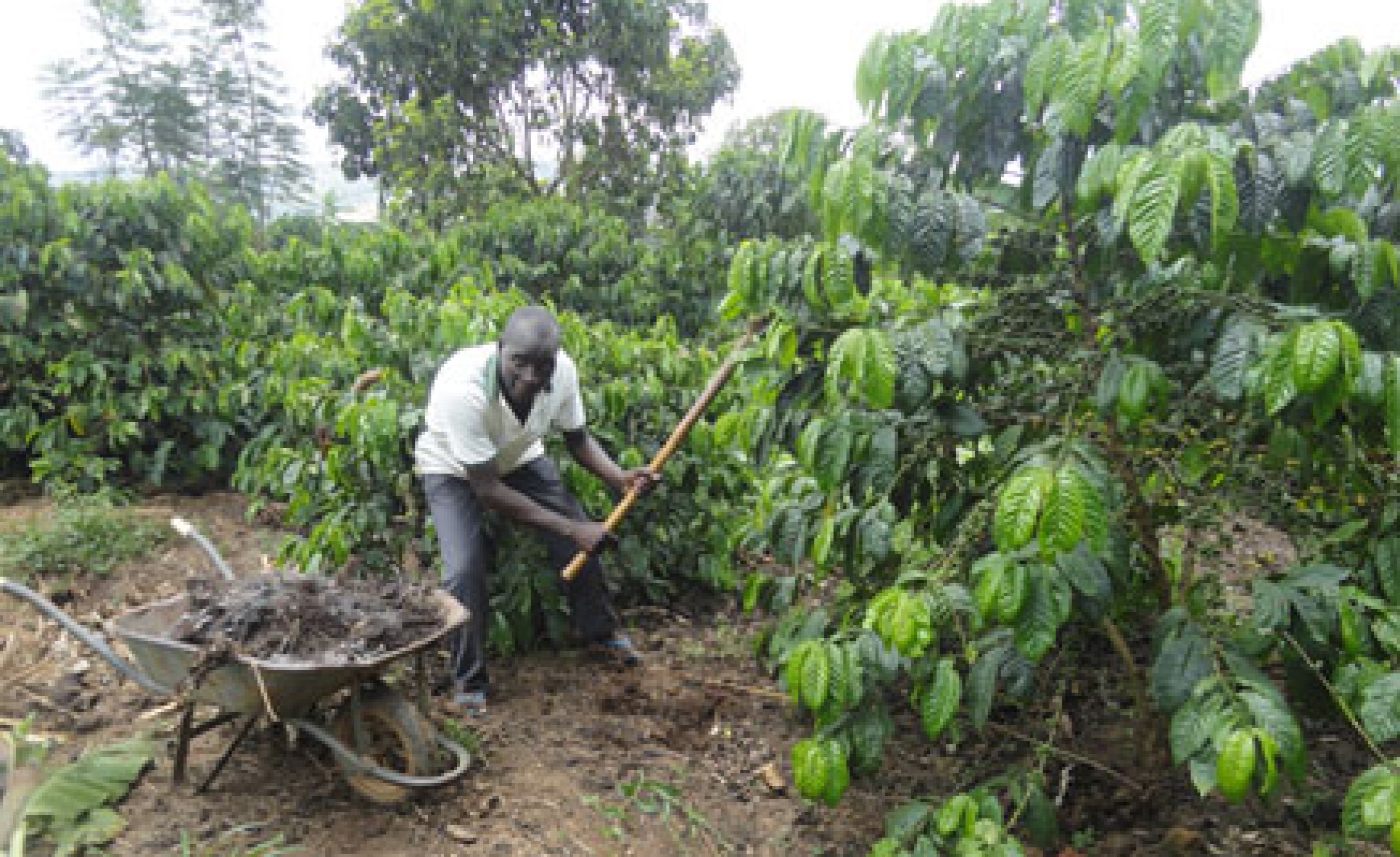 Uganda He Does His Farming the Smart Way
