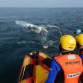 South African Sea Rescue Institute Saves Humpback Whale