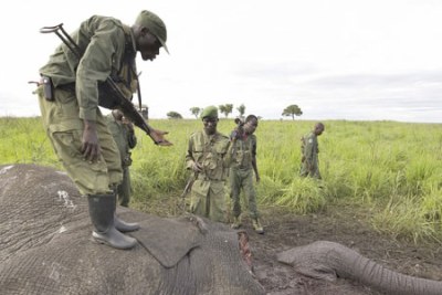 The carcass of an elephant killed by poachers.