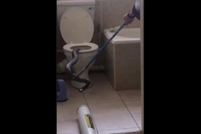 Screenshot from a video showing the snouted cobra being removed from a toilet in the Pretoria apartment block.