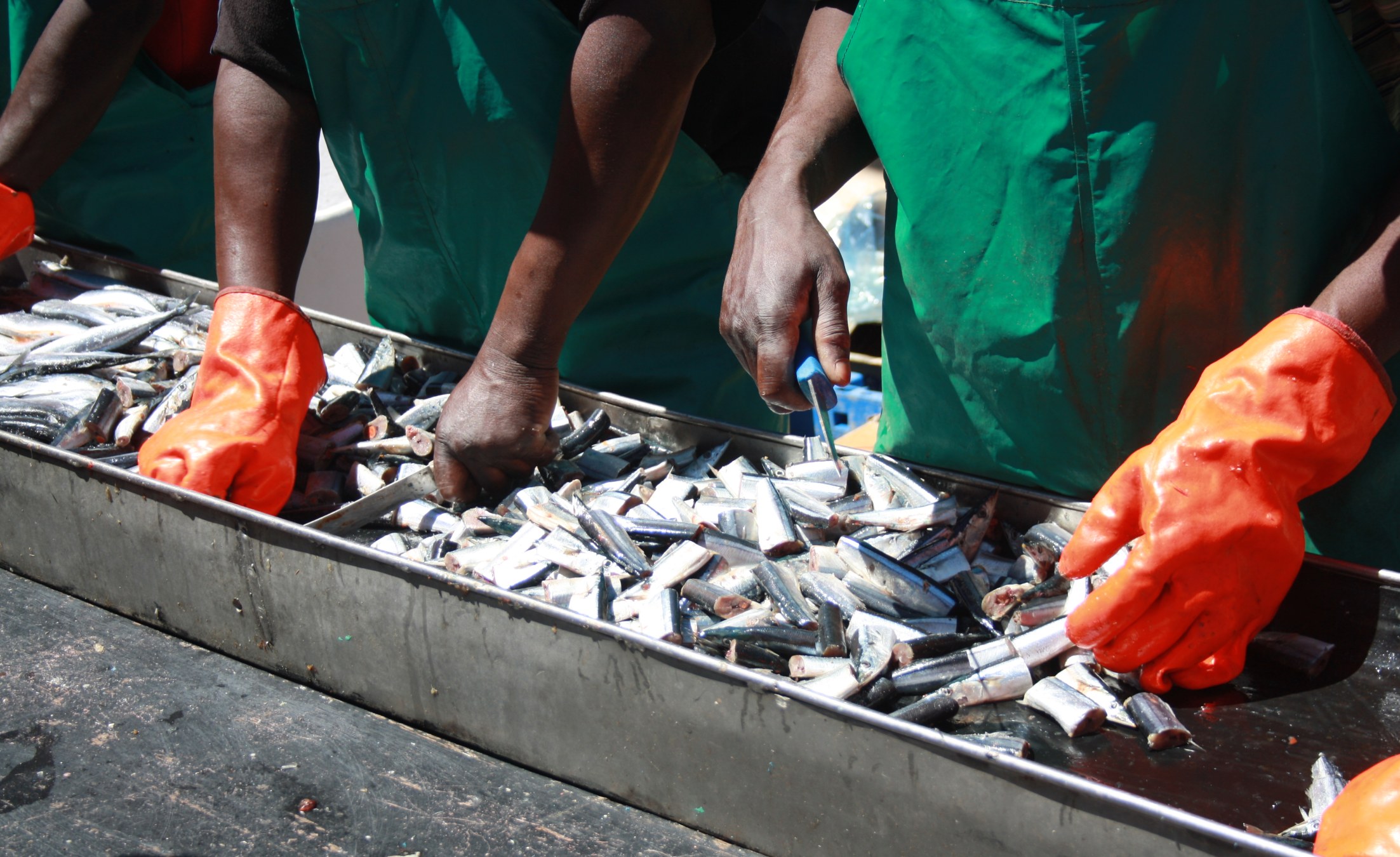 Angola New Fish Market Creates Over 900 Jobs