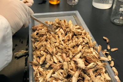 Shrimp shells being converted into biodegradable plastic.
