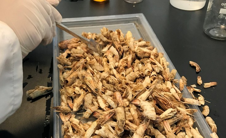 Egyptian Researchers Turn Shrimp Shells Into Biodegradable Plastic Allafrica Com