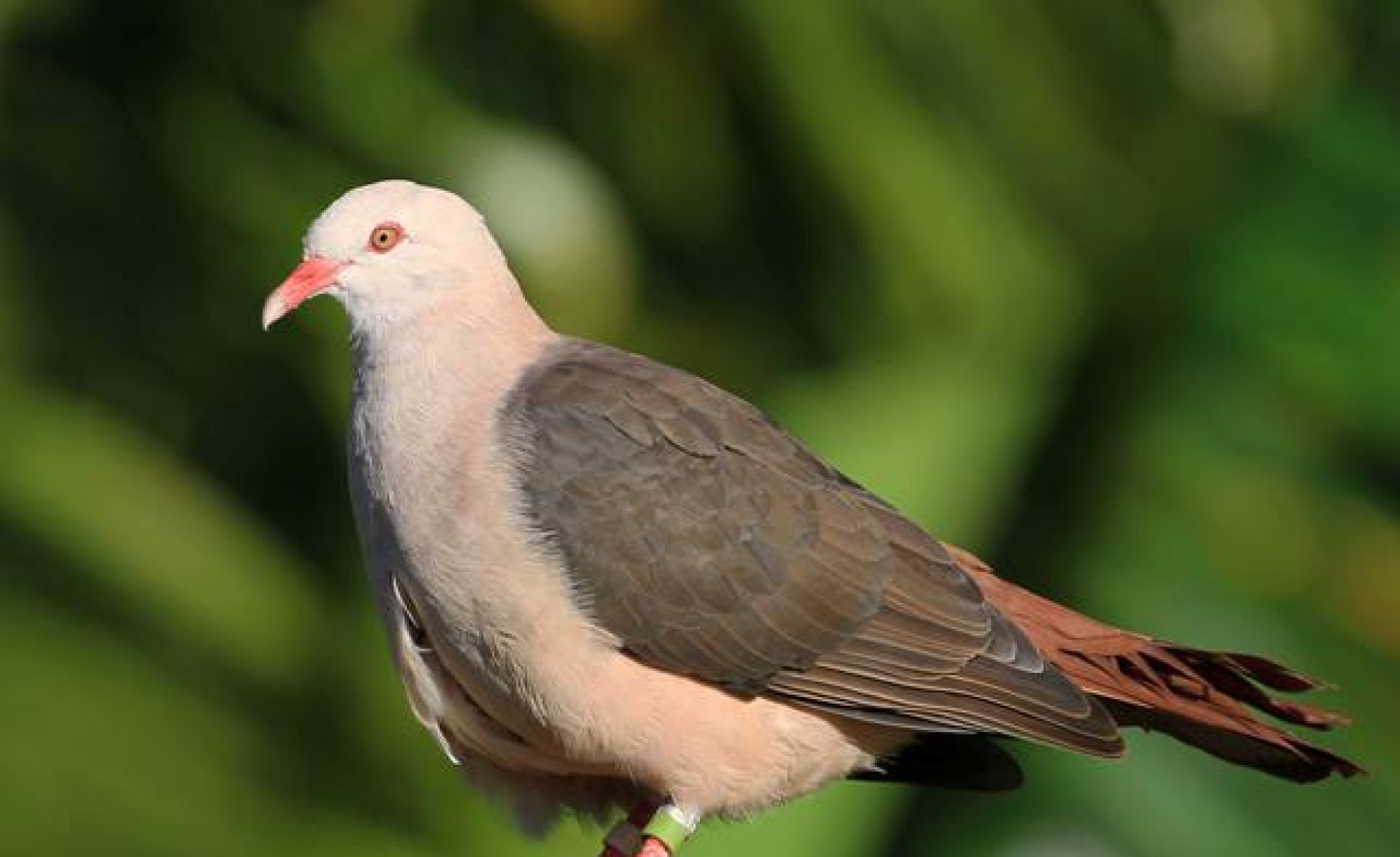 Mauritius: How a Genetic Rescue Mission Could Save the Pink Pigeon in