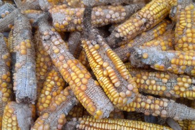 The results of the armyworm invasion in Zimbabwe.