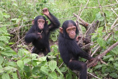 Les chimpanzés en jeu.
