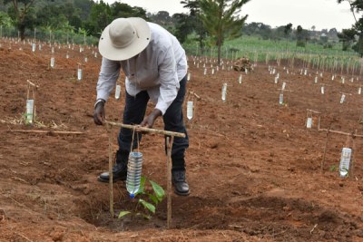 Demonstration. President Museveni sets a plastic bottle for drip irrigation at the Presidential Demonstration Farm in Kityerera Sub-county, Mayuge District, on Monday.