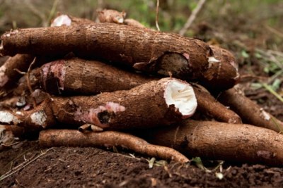 Cassava (file photo)