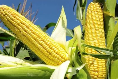 Maize (file photo).
