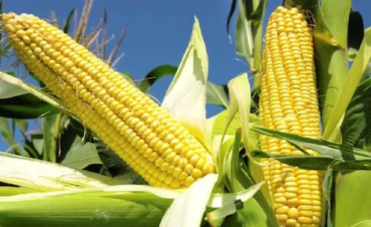 Malawi Maize Production Estimated To Rise By Over 26 Percent Allafrica Com