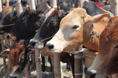 The Tanzanian government says many cattle from neighbouring countries enter the country without following the laid-down procedures.