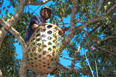 Sur un arbre, un homme participe à la cueillette du litchi à Madagascar (photo d'illustration).