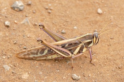 Red locust (file photo).