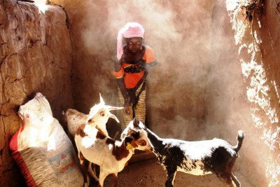 Au Mali, dans la région de Kayes, une jeune fille prend soin des chèvres que la FAO a donné à sa famille.