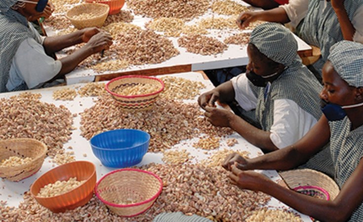 Cashew kernels buyers store
