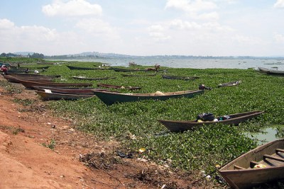 Boats along the shore of Lake Victoria surrounded by water hyacinth.