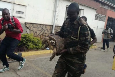 KWS officials were called in to rescue the tortoise from the apartment in Kilimani, Nairobi during the Tuesday raid.