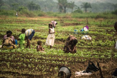 En République démocratique du Congo, la FAO entend rétablir les moyens de subsistance et améliorer la production alimentaire d’1, 8 million de personnes touchées par la crise.